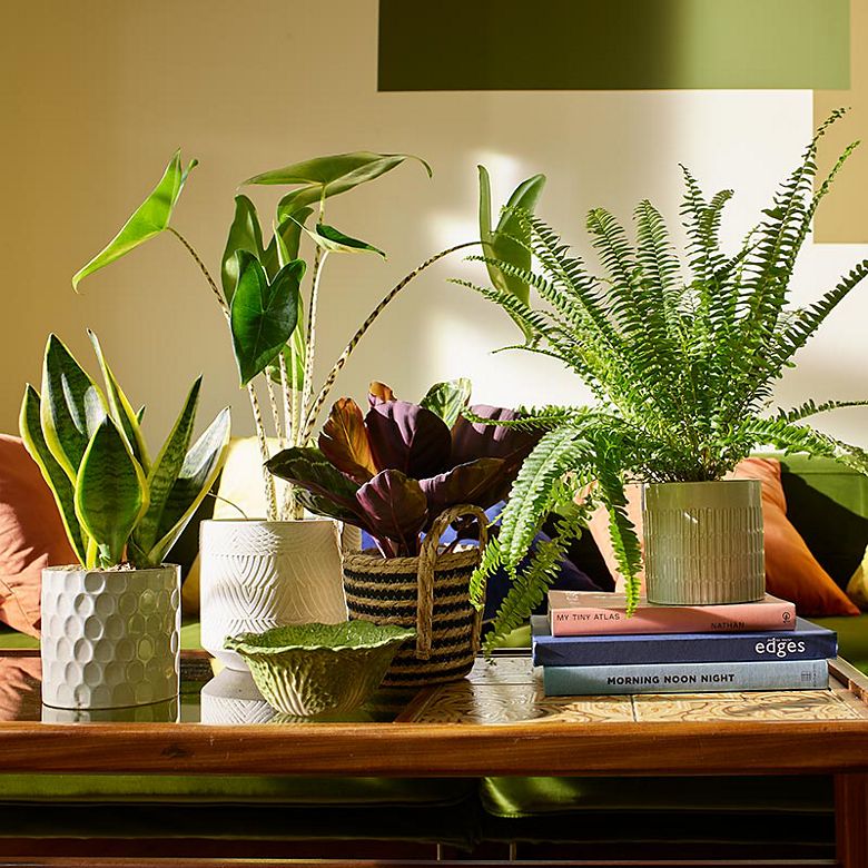 A selection of houseplants on a coffee table