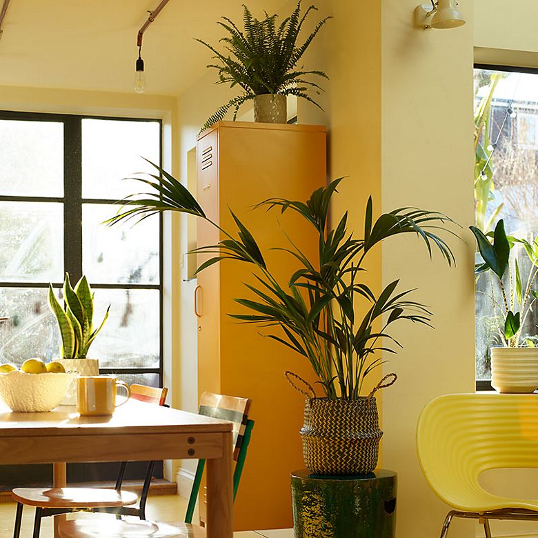 A kitchen decorated with houseplants