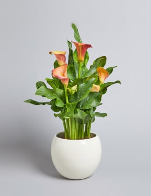 Care Of Calla Lilies In Pots Outdoors Uk - Calla Lily Stems Falling Over