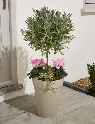 Underplanted Standard Lavender Planter | M&S