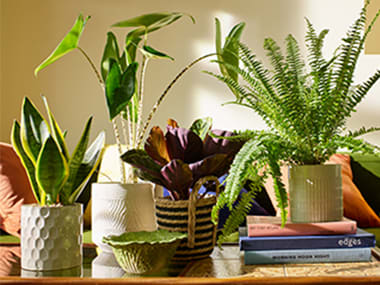 A selection of houseplants