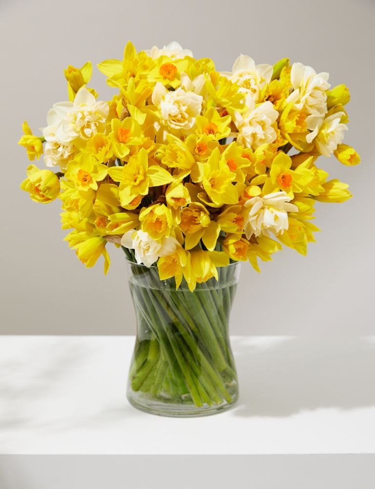 100 British Daffodils & Narcissus Bouquet 1 of 5