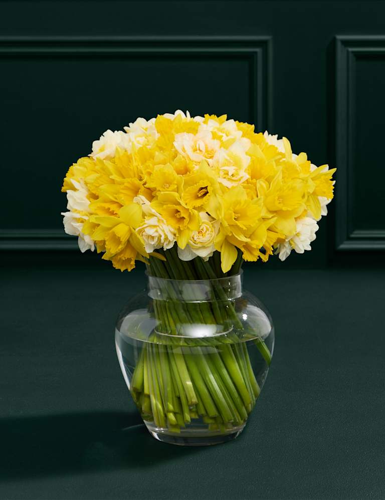 100 British Daffodils Narcissus Bouquet M S