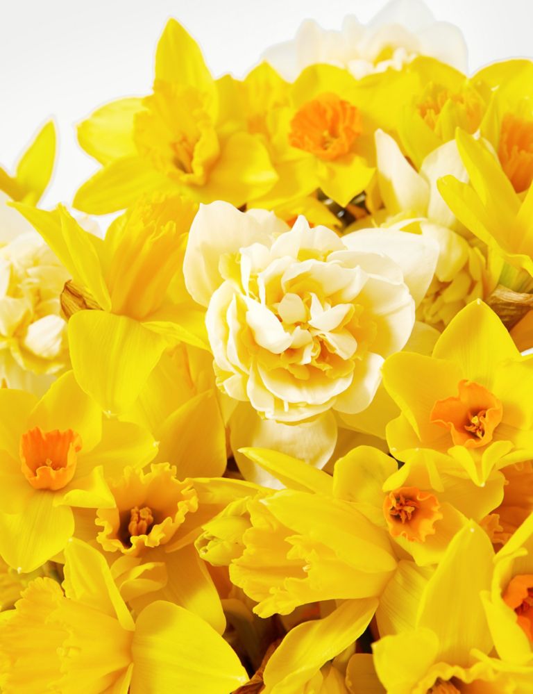 100 British Daffodils & Narcissus Bouquet 4 of 5