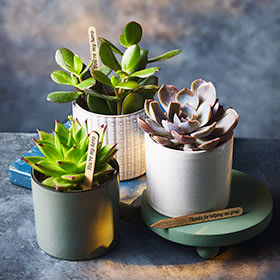 Succulents