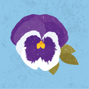 Pansy