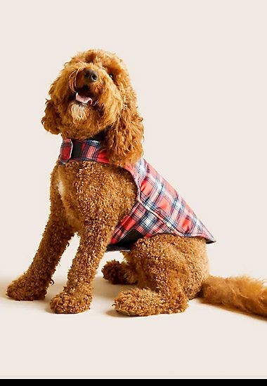 Dog wearing a red checked jumper. Shop gifts for pets