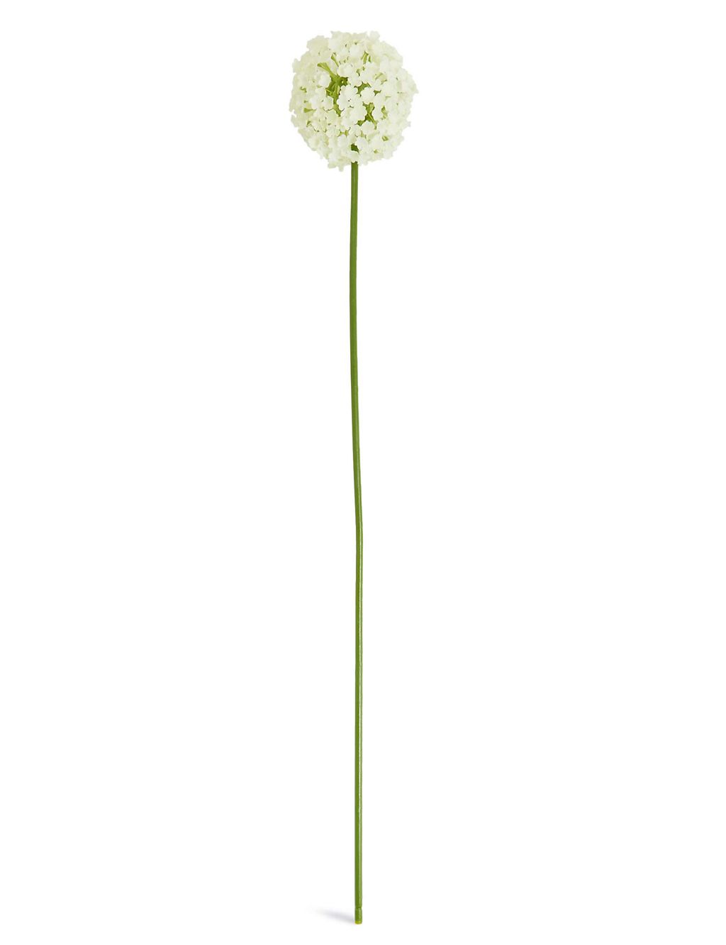 Allium Stem 3 of 4