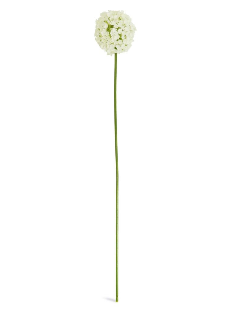 Allium Stem 1 of 4