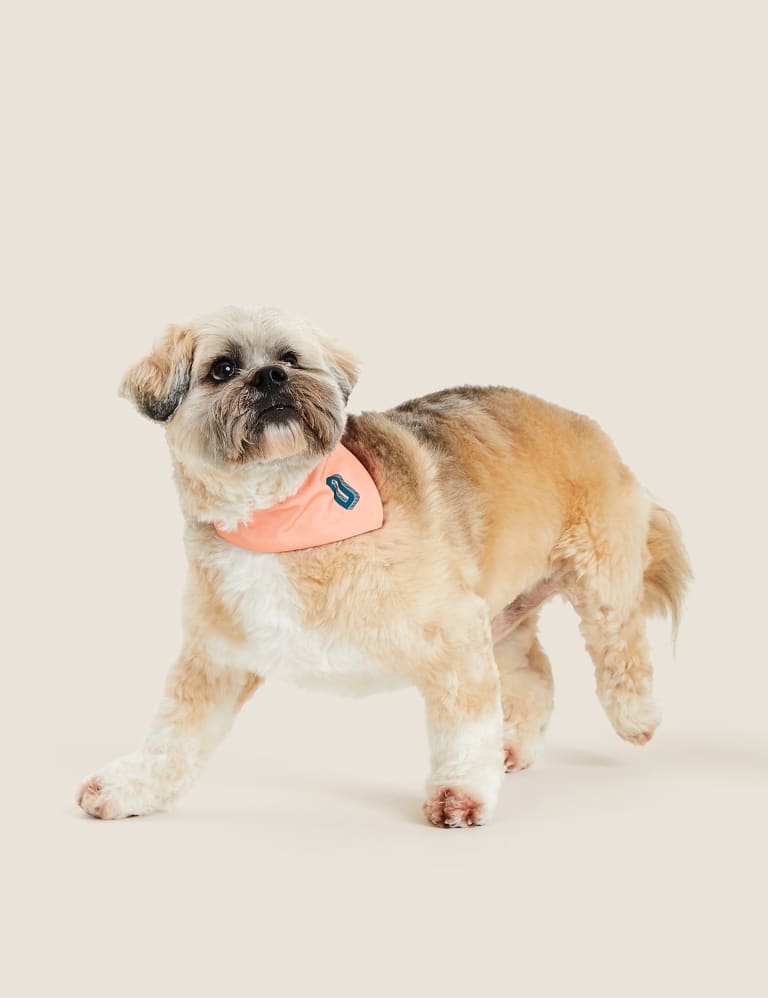 Alphabet Dog Bandana M S