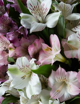 Alstroemeria Abundance Bouquet | M&S