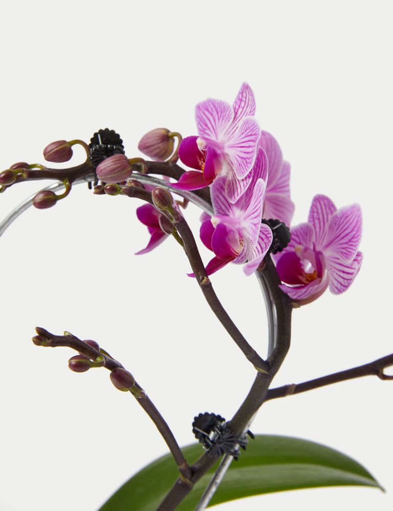 Amethyst Heart Orchid & Swiss Truffles Bundle 3 of 6