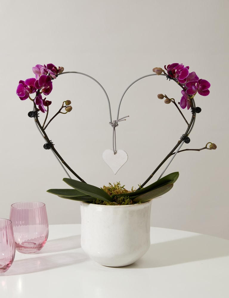 Marks And Spencer Orchid Plant Discount