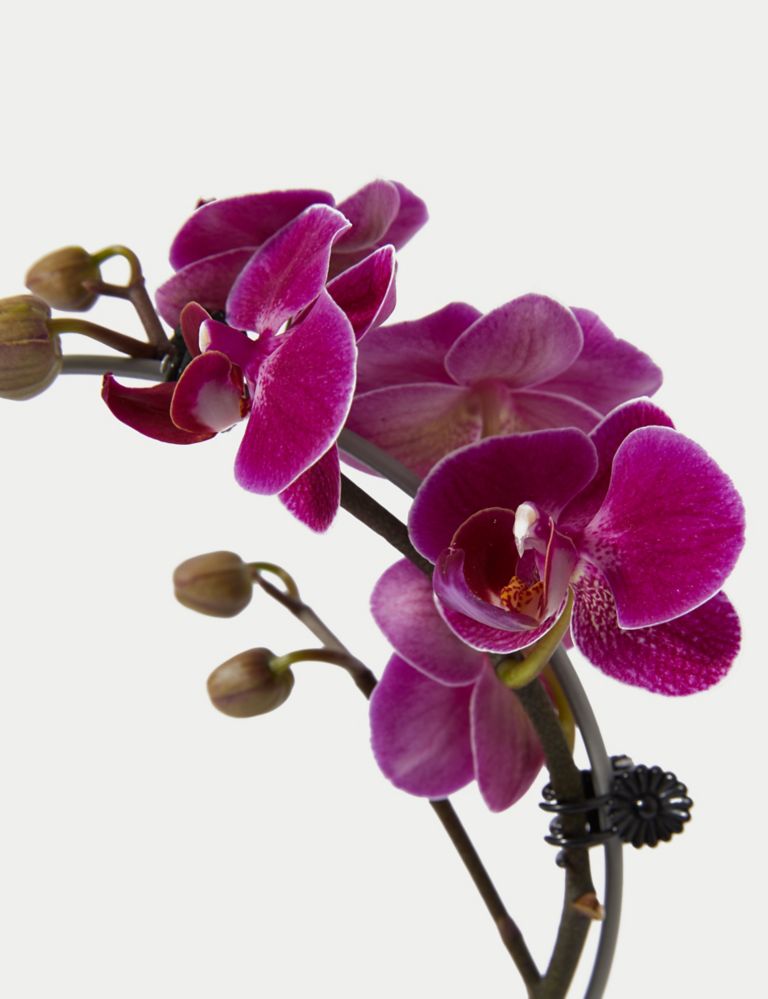 Lily period-proof panty Amethyst Orchid