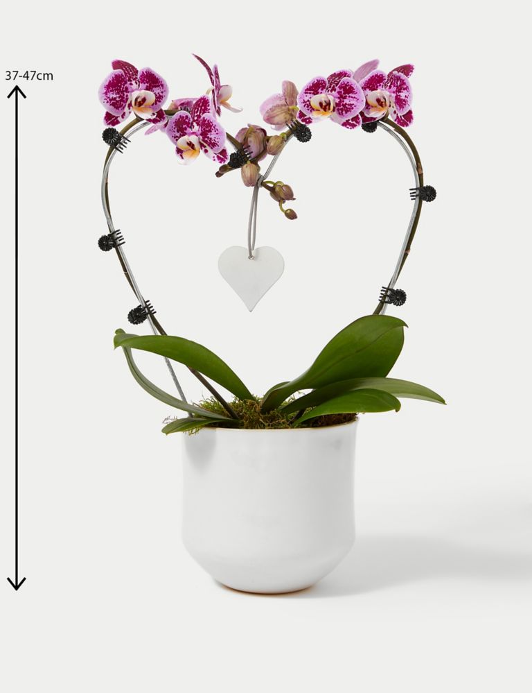 Amethyst Heart Orchid 4 of 4