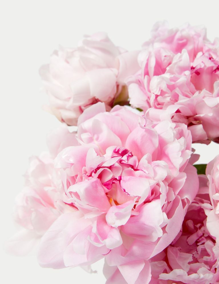 An Abundance of Seasonal Peonies (Delivery from 29th April 2024) 5 of 6