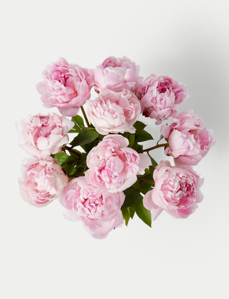 An Abundance of Seasonal Peonies (Delivery from 29th April 2024) 3 of 6