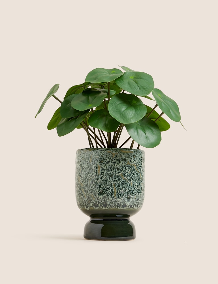 Artificial Chinese Money Plant in Ceramic Pot Moss Sweetpea M S