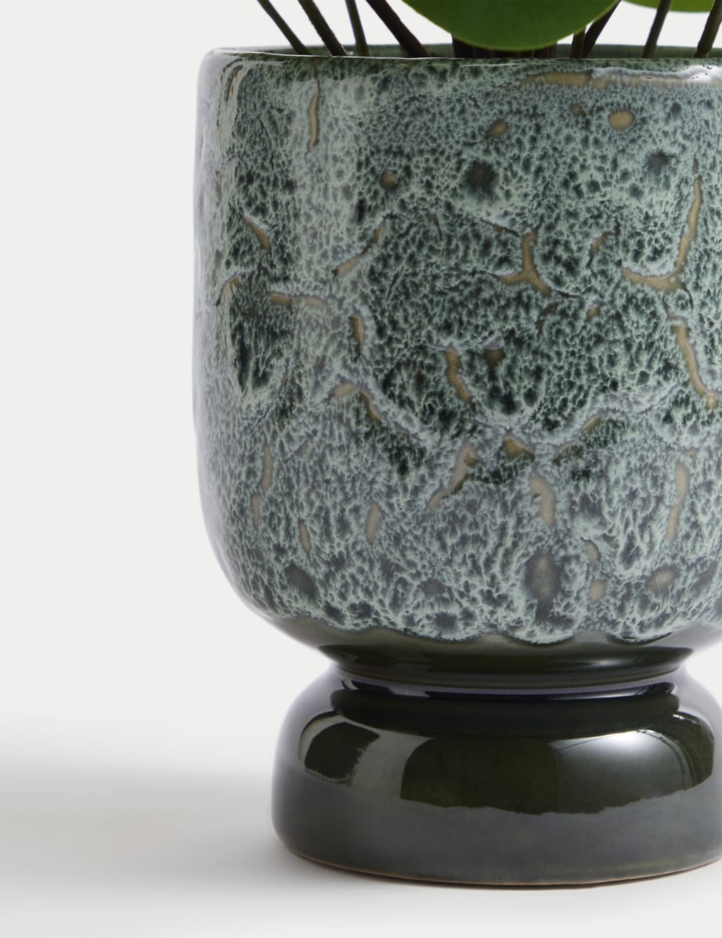 Artificial Chinese Money Plant in Ceramic Pot Moss & Sweetpea M&S