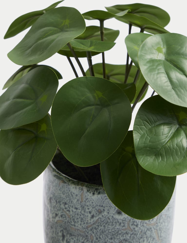 Artificial Chinese Money Plant in Ceramic Pot Moss & Sweetpea M&S