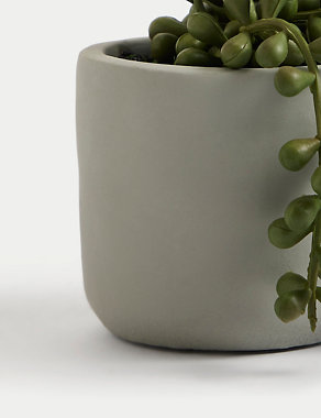 Artificial Mini String of Pearls in Pot Image 2 of 4