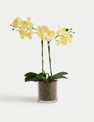 Artificial Real Touch Medium Orchid in Glass Pot Image 2 of 4