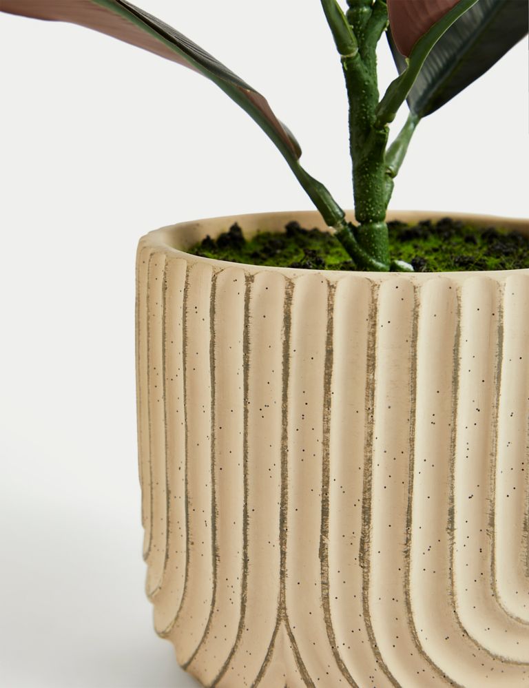 Artificial Rubber Plant in Concrete Pot 4 of 4