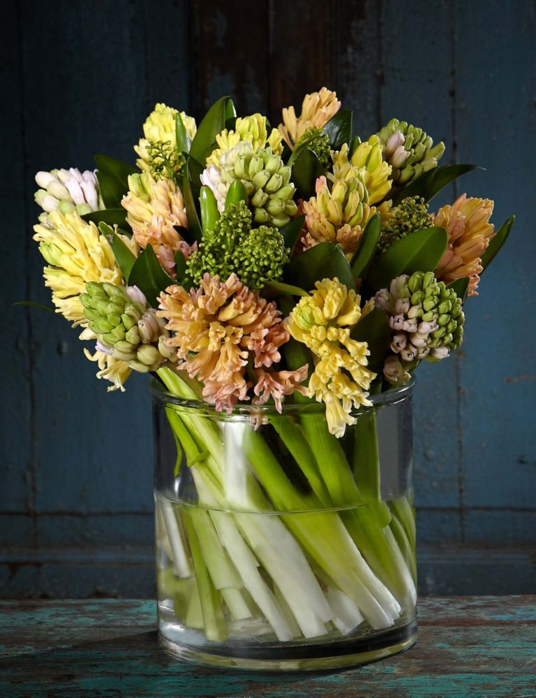 Autograph™ Speciality Hyacinths 1 of 2