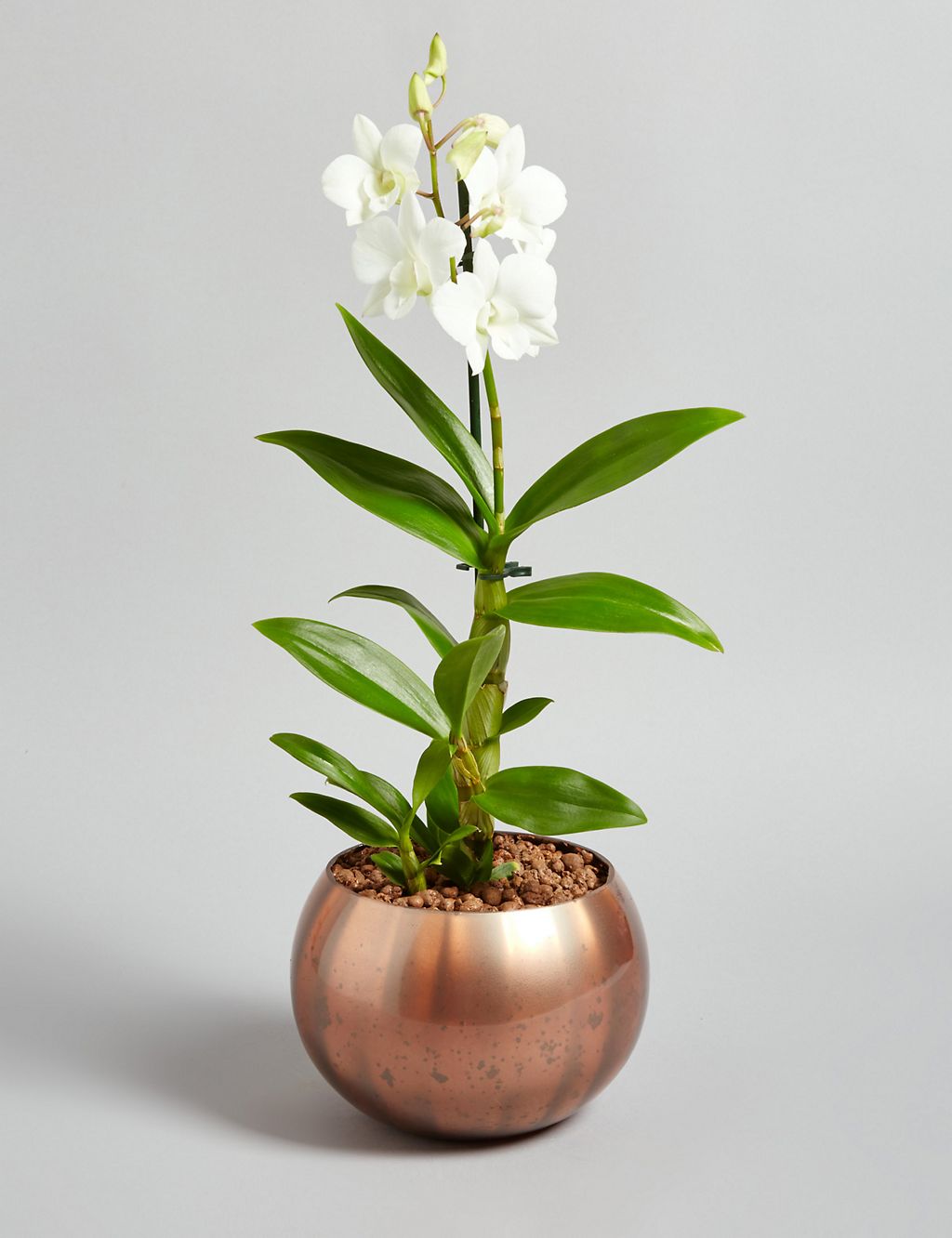 Autumn Speciality Sa Nook Orchid 3 of 5