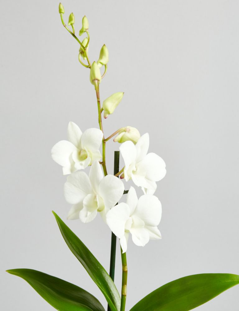 Autumn Speciality Sa Nook Orchid 5 of 5