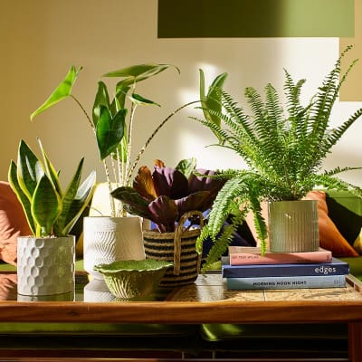 Bring the Outdoors in with Houseplants