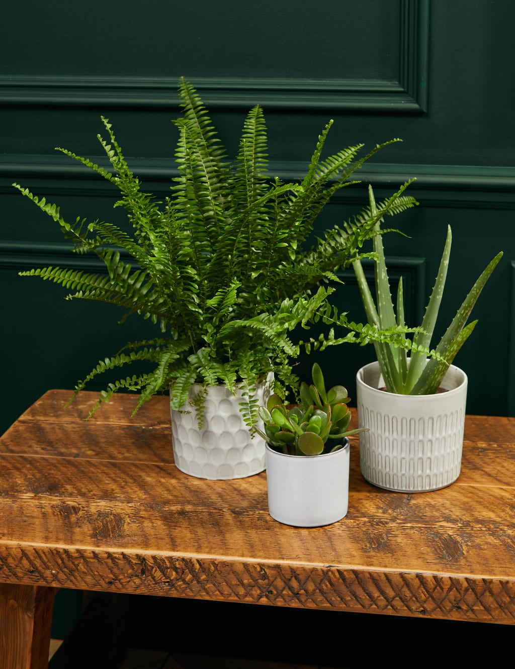 Bathroom Green Plant Bundle | M&S