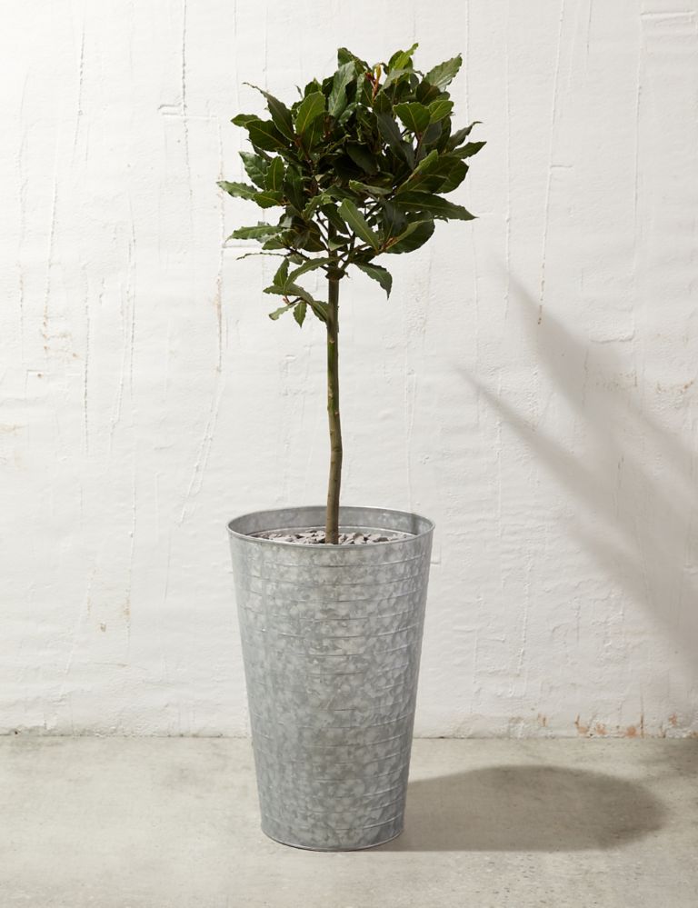 Baytree Plant in Tin With Slate 1 of 4
