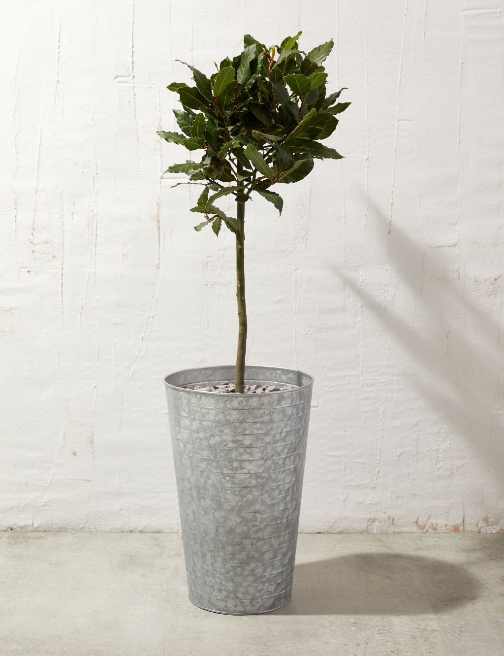 Baytree Plant in Tin With Slate 3 of 4