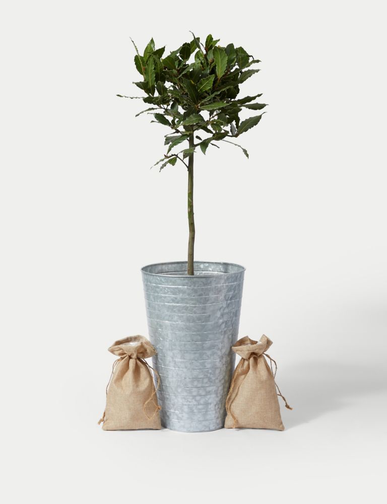 Baytree Plant in Tin With Slate 2 of 4