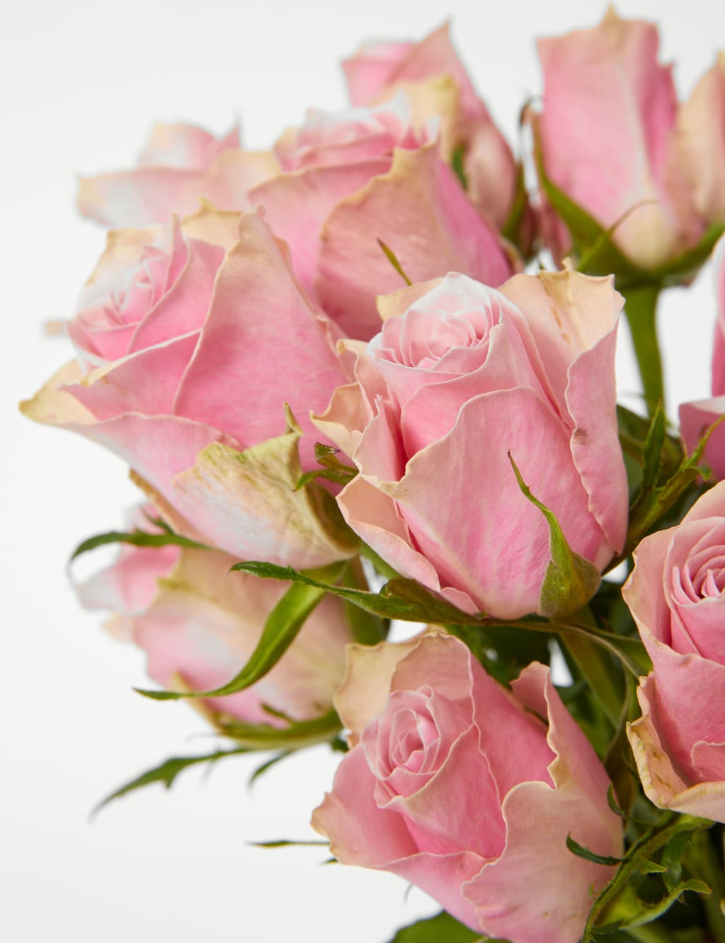 Blush Rose Abundance Bouquet