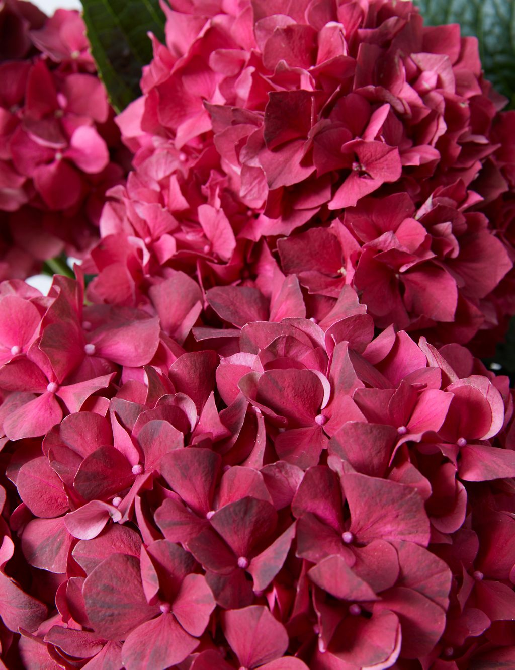 Bountiful Abundance Hydrangea Bouquet 4 of 4