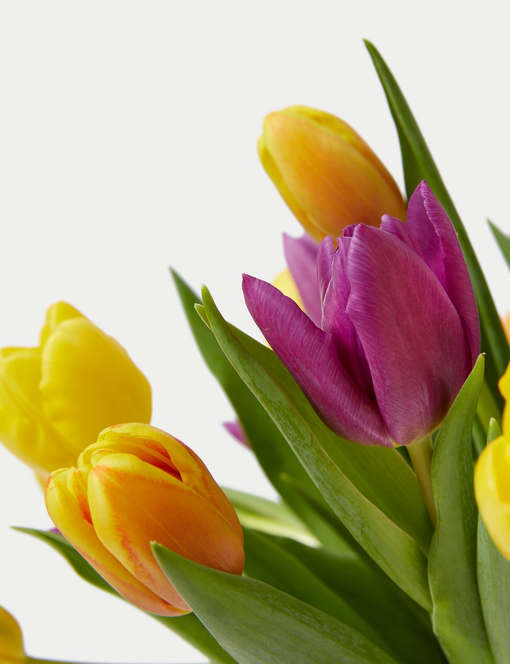 Bright & Beautiful Tulips 4 of 5