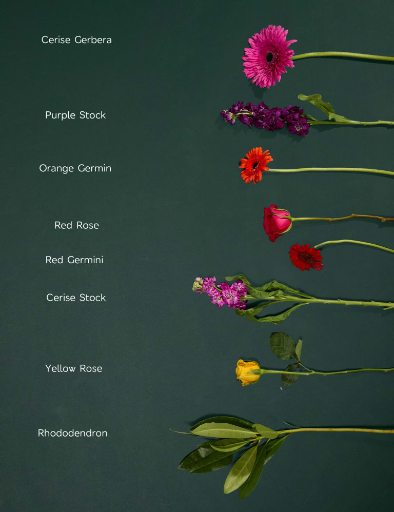 Bright Rose Germini Stocks Bouquet