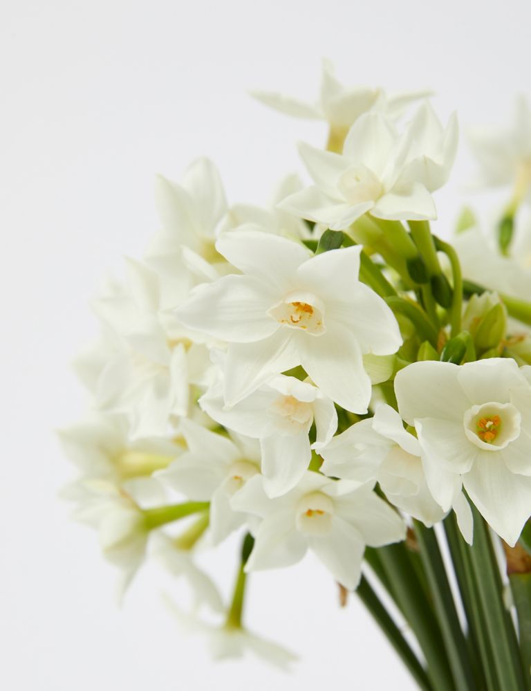 British Sweetly Scented Narcissi Bouquet (Delivery from 12th December 2023) 4 of 5