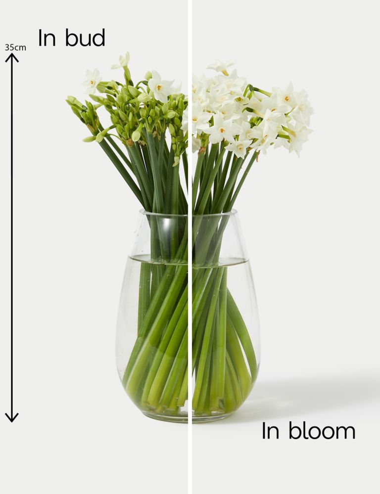 British Sweetly Scented Narcissi Bouquet (Delivery from 12th December 2023) 5 of 5