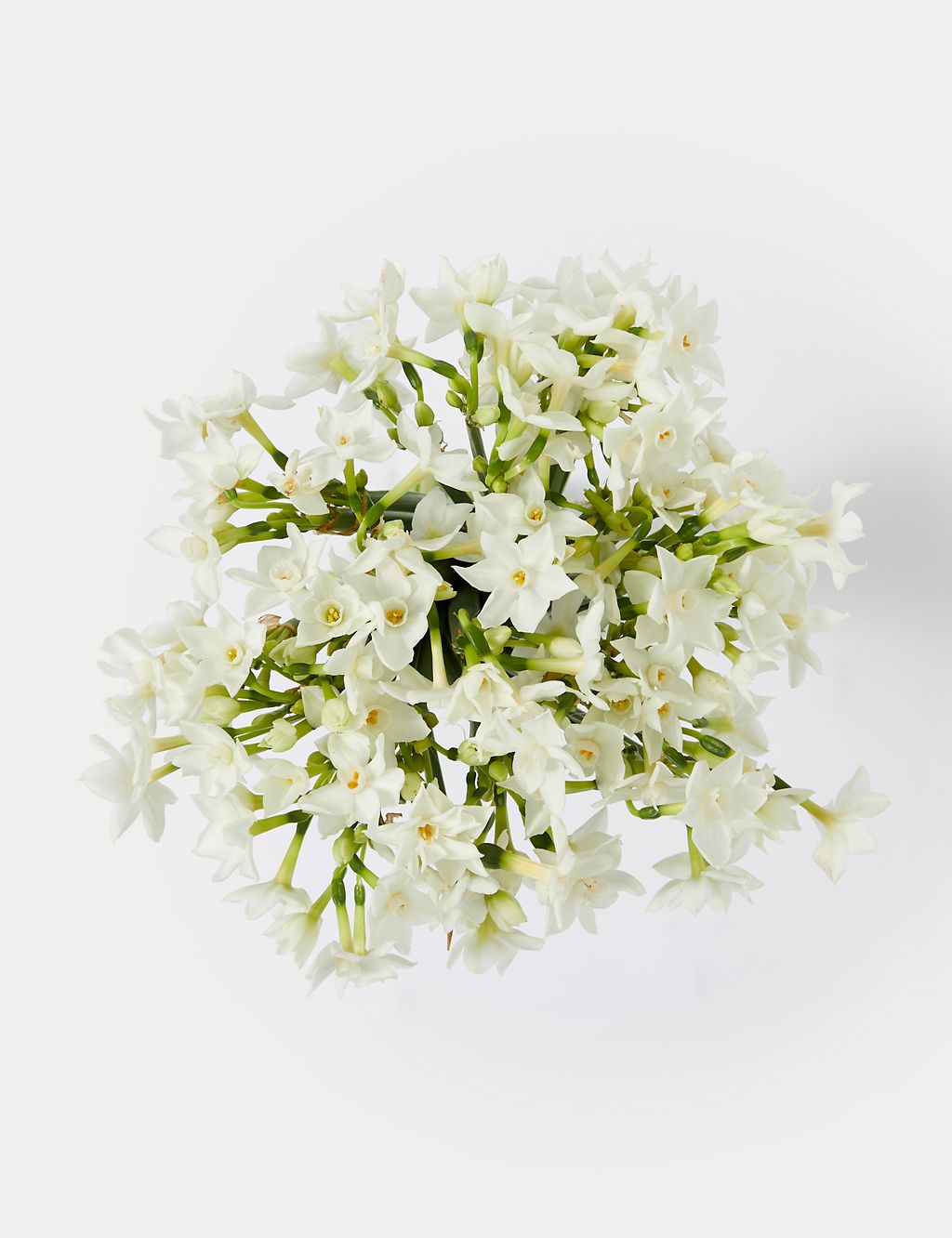 British Sweetly Scented Narcissi Bouquet (Delivery from 12th December 2023) 1 of 5