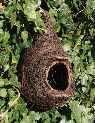 robin bird nest