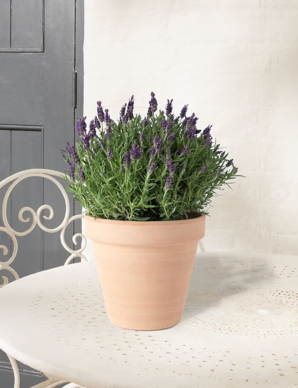 Butterfly Lavender Planter 3 of 5