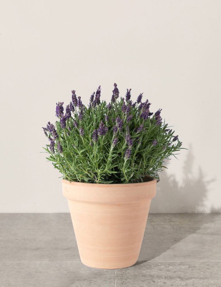 Butterfly Lavender Planter 2 of 5