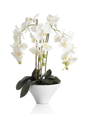 Large White Orchid In Pot 