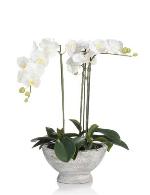 Large Orchid in Ceramic Jar | M&S