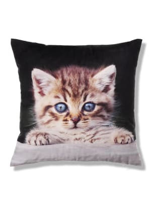 kitten cushion