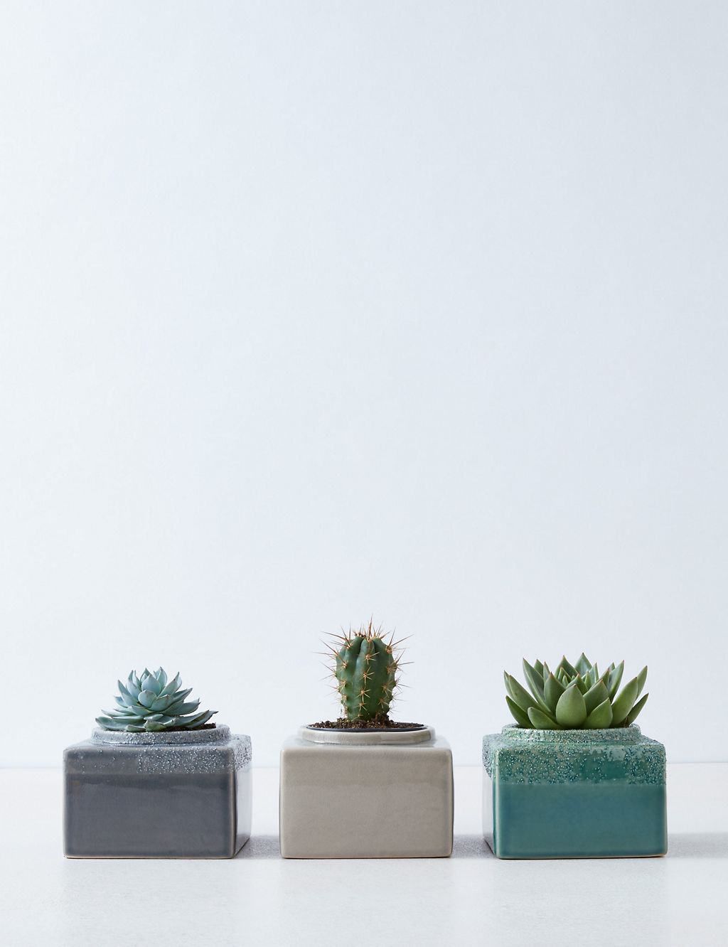 Cacti & Succulent Trio 3 of 4