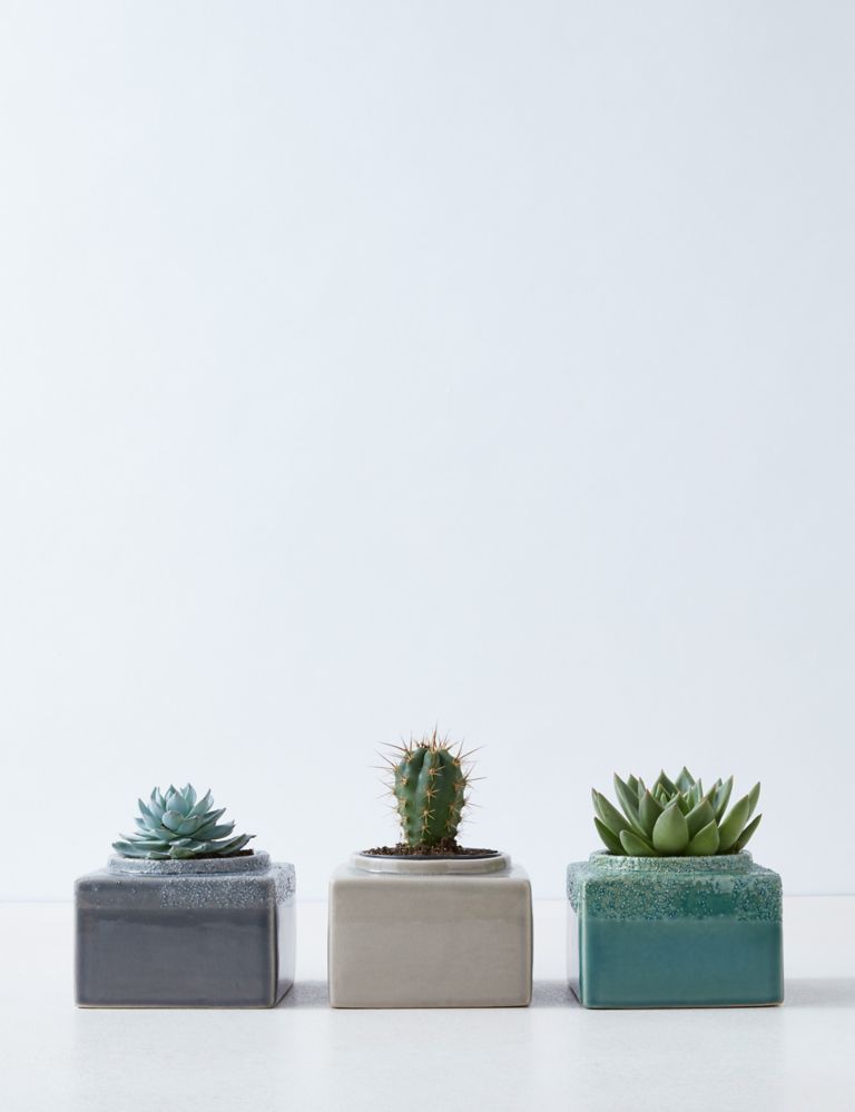 Cacti & Succulent Trio 1 of 4